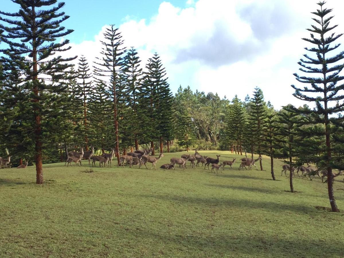 Bubble Lodge Bois Cheri Plantation Luaran gambar