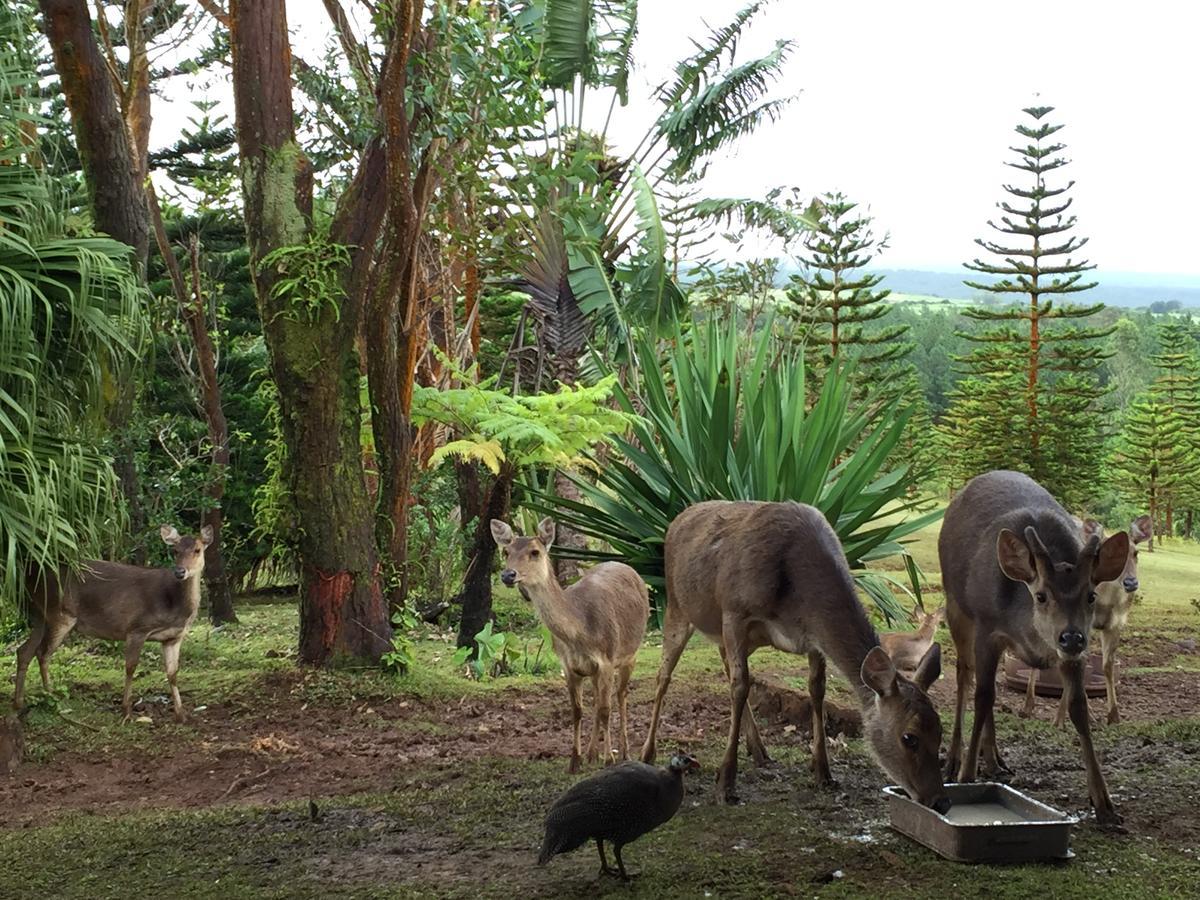 Bubble Lodge Bois Cheri Plantation Luaran gambar